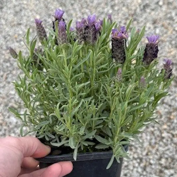 Lavender Lavish Double Blue (Pbr) Lavender Lavish Double Blue (Pbr)