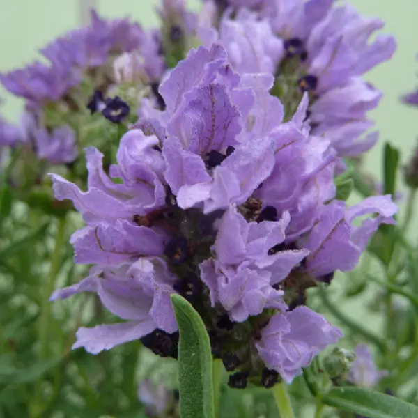 Lavender Lavish Double Blue (Pbr) Lavender Lavish Double Blue (Pbr)