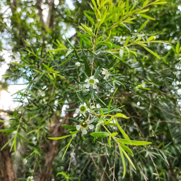 Leptospermum Petersonii- Lemon Scented Tea Tree Leptospermum Petersonii- Lemon Scented Tea Tree