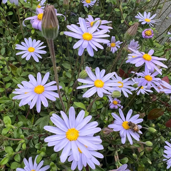 Mauve Marguerite- Felicia Mauve Cloud Mauve Marguerite- Felicia Mauve Cloud