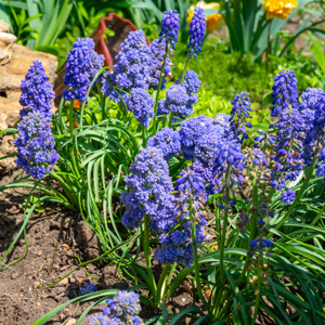 Grape Hyacinth Fantasy Creation – Pre-Order Grape Hyacinth Fantasy Creation – Pre-Order