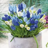 Grape Hyacinth Magic Carpet Mixed – Pre-Order Grape Hyacinth Magic Carpet Mixed – Pre-Order