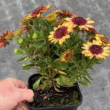 Osteospermum 3d Banana Shake 140mm Osteospermum 3d Banana Shake 140mm