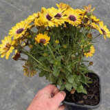 Osteospermum Blue Eyed Beauty 140mm Osteospermum Blue Eyed Beauty 140mm