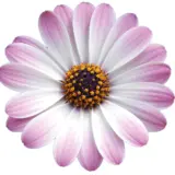 Osteospermum Gelato Candy White Osteospermum Gelato Candy White
