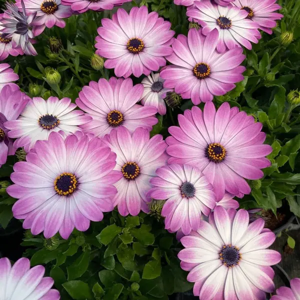 Osteospermum Gelato Candy White Osteospermum Gelato Candy White