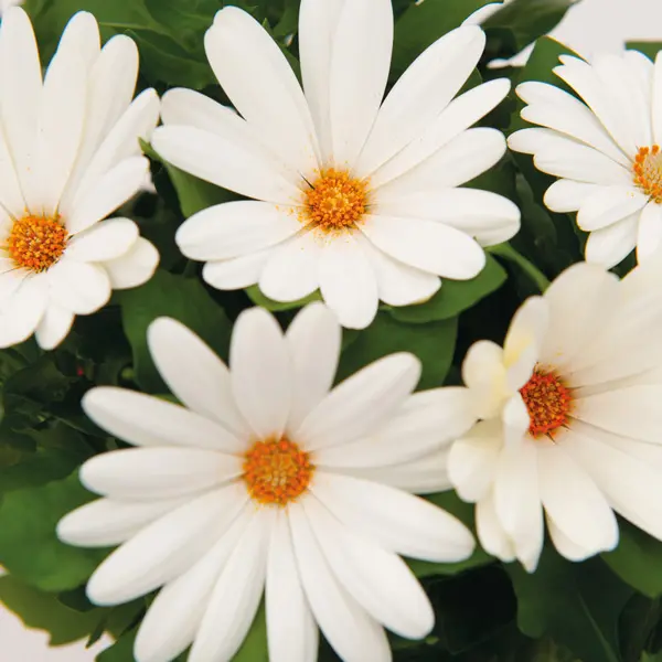 Osteospermum Margarita Creme Osteospermum Margarita Creme