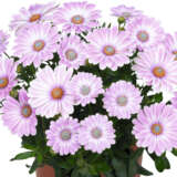 Osteospermum Margarita Plus Zebra Pink Osteospermum Margarita Plus Zebra Pink