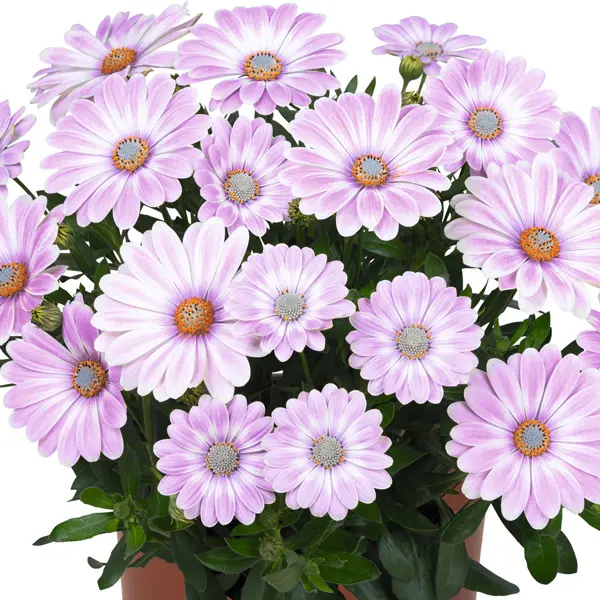 Osteospermum Margarita Plus Zebra Pink