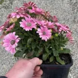 Osteospermum Sunny Galina Osteospermum Sunny Galina