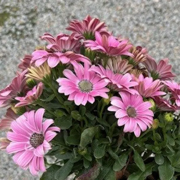 Osteospermum Sunny Galina Osteospermum Sunny Galina