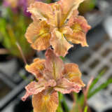 Pacific Coast Iris Apricot Shades