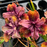 Pacific Coast Iris Copper Shades Pacific Coast Iris Copper Shades