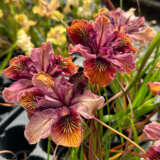 Pacific Coast Iris Copper Shades Pacific Coast Iris Copper Shades