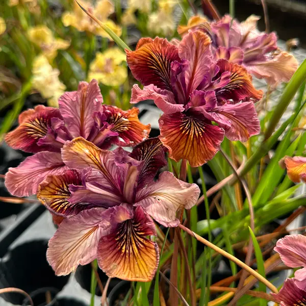 Pacific Coast Iris Copper Shades Pacific Coast Iris Copper Shades
