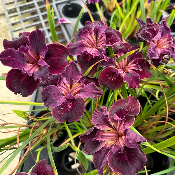 Pacific Coast Iris Dark Burgundy Shades Pacific Coast Iris Dark Burgundy Shades