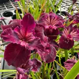 Pacific Coast Iris Dark Burgundy Shades Pacific Coast Iris Dark Burgundy Shades