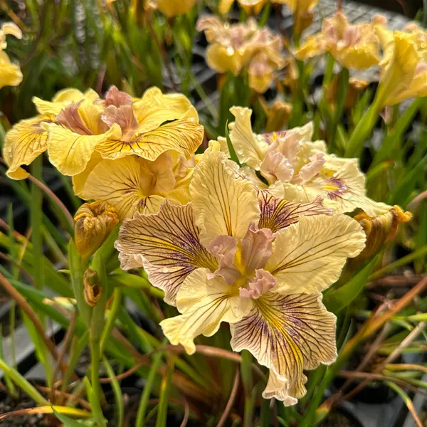 Pacific Coast Iris Lemon Shades Pacific Coast Iris Lemon Shades