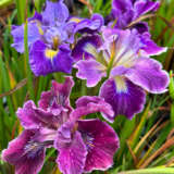 Pacific Coast Iris Purple Shades Pacific Coast Iris Purple Shades