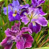 Pacific Coast Iris Purple Shades Pacific Coast Iris Purple Shades