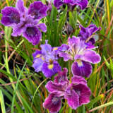 Pacific Coast Iris Purple Shades Pacific Coast Iris Purple Shades
