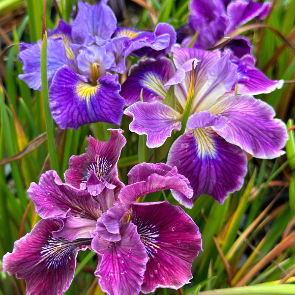 Pacific Coast Iris Purple Shades Pacific Coast Iris Purple Shades