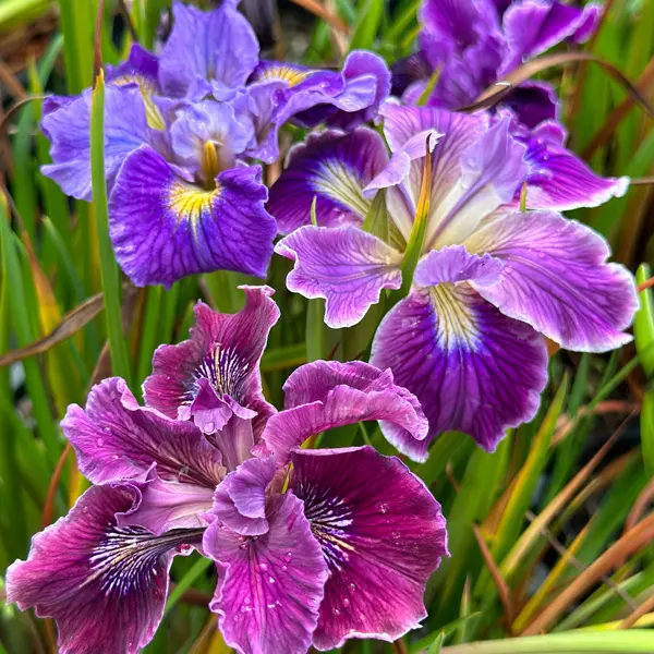 Pacific Coast Iris Purple Shades Pacific Coast Iris Purple Shades