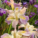 Pacific Coast Iris Soft Lavender Cream Shades Pacific Coast Iris Soft Lavender Cream Shades