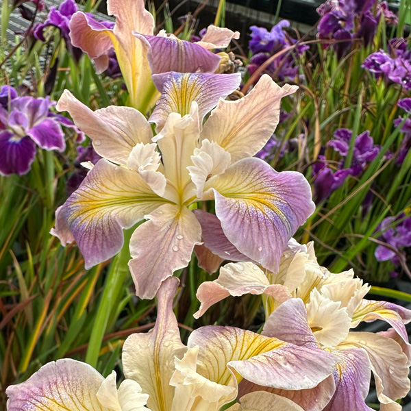 Pacific Coast Iris Soft Lavender Cream Shades Pacific Coast Iris Soft Lavender Cream Shades