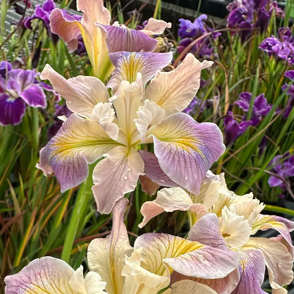 Pacific Coast Iris Soft Lavender Cream Shades Pacific Coast Iris Soft Lavender Cream Shades