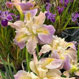 Pacific Coast Iris Soft Lavender Cream Shades P75paclcs - Garden Express Australia
