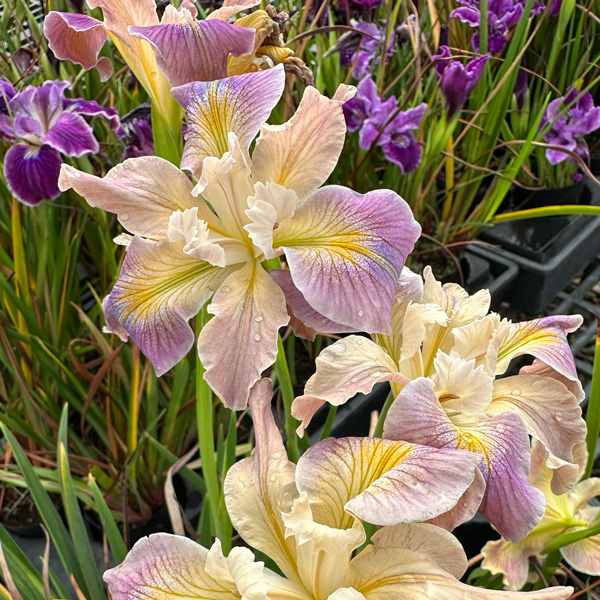Pacific Coast Iris Soft Lavender Cream Shades Pacific Coast Iris Soft Lavender Cream Shades