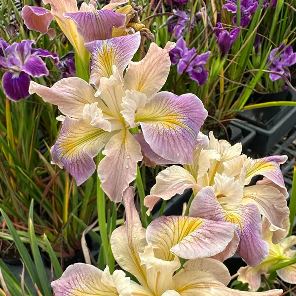 Pacific Coast Iris Soft Lavender Cream Shades Pacific Coast Iris Soft Lavender Cream Shades
