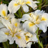 Pacific Coast Iris White Shades Pacific Coast Iris White Shades