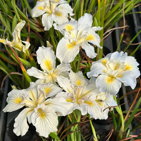 Pacific Coast Iris White Shades Pacific Coast Iris White Shades