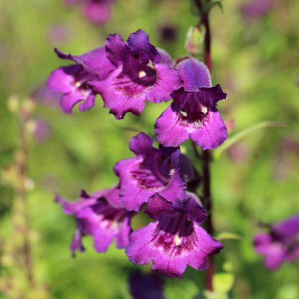 Penstemon Russian River Penstemon Russian River