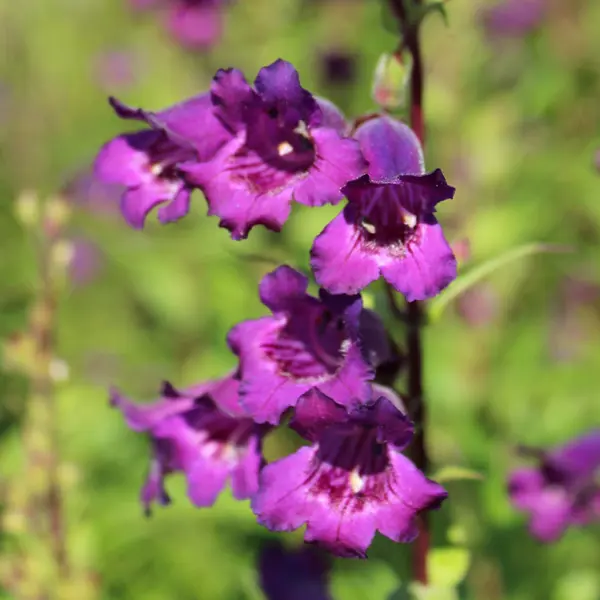Penstemon Russian River Penstemon Russian River