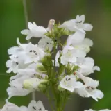Penstemon Snow White Lpopenswh - Garden Express Australia