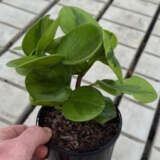 Peperomia Lemon Lime 125mm Peperomia Lemon Lime 125mm