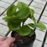 Peperomia Lemon Lime 125mm Peperomia Lemon Lime 125mm