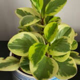 Peperomia Lemon Lime 125mm Peperomia Lemon Lime 125mm