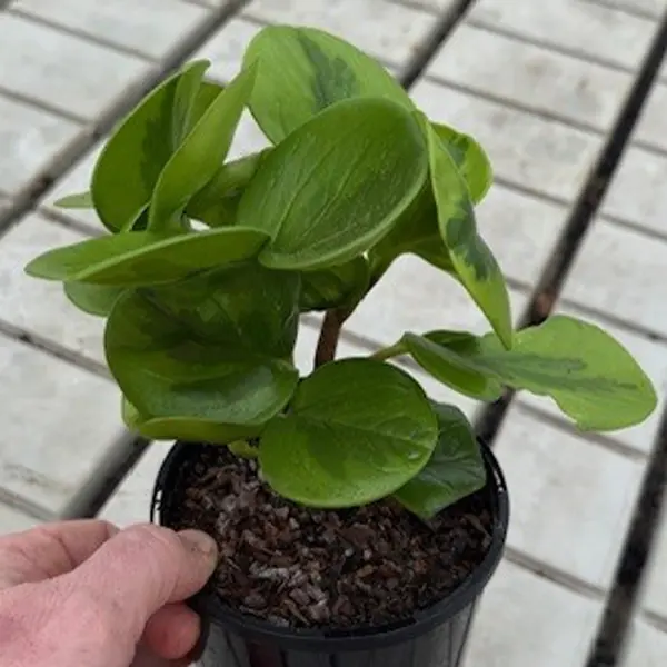 Peperomia Lemon Lime 125mm Peperomia Lemon Lime 125mm