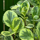 Peperomia Variegated 125mm