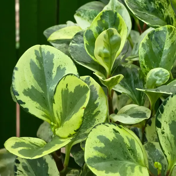 Peperomia Variegated 125mm Peperomia Variegated 125mm