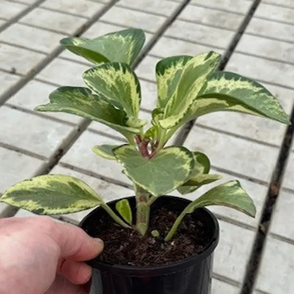 Peperomia Variegated 125mm Peperomia Variegated 125mm