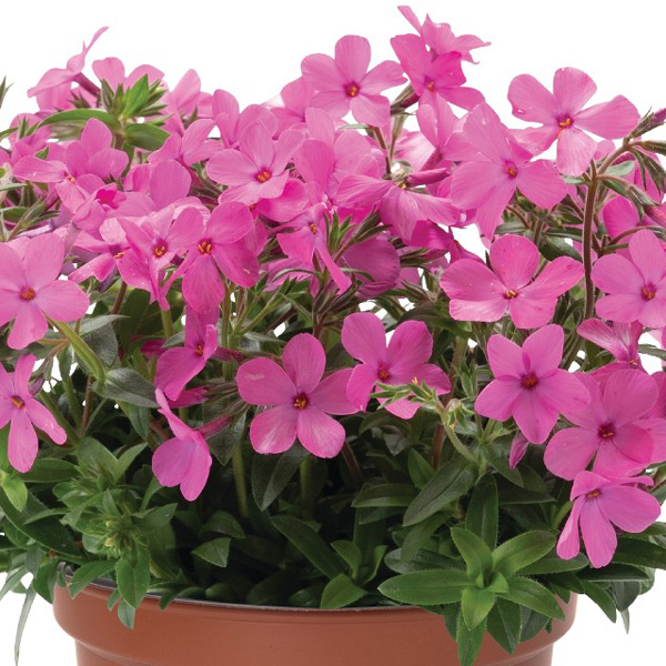 Phlox Woodlander Pink