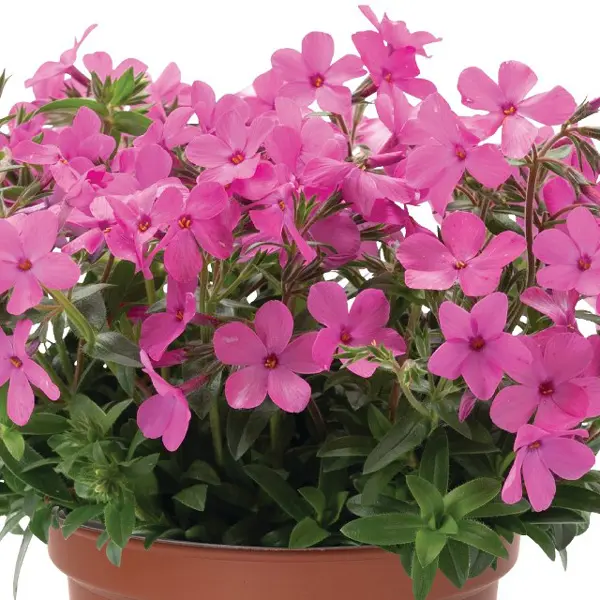 Phlox Woodlander Pink