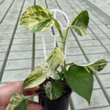 Pothos Marble Queen Pothos Marble Queen