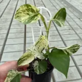 Pothos Marble Queen Pothos Marble Queen