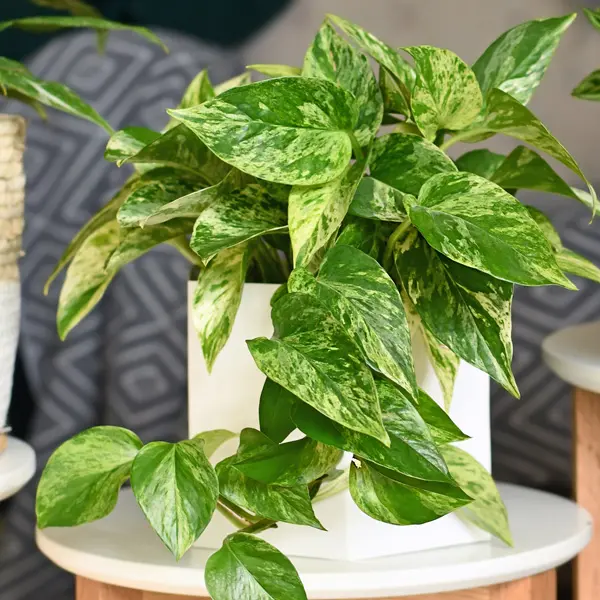 Pothos Marble Queen